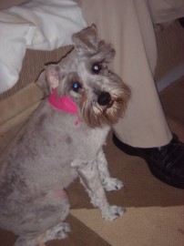 princessa coocoo?